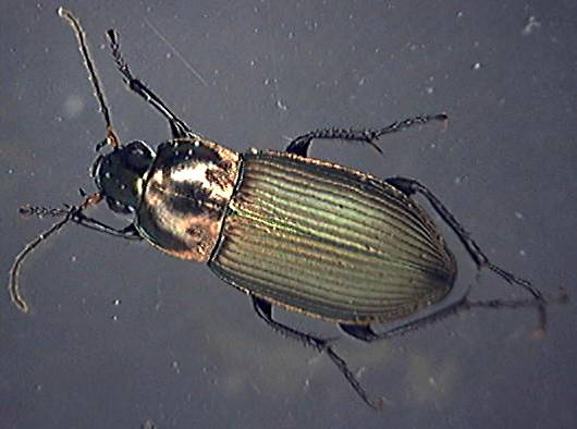 Pterostichus cupreus